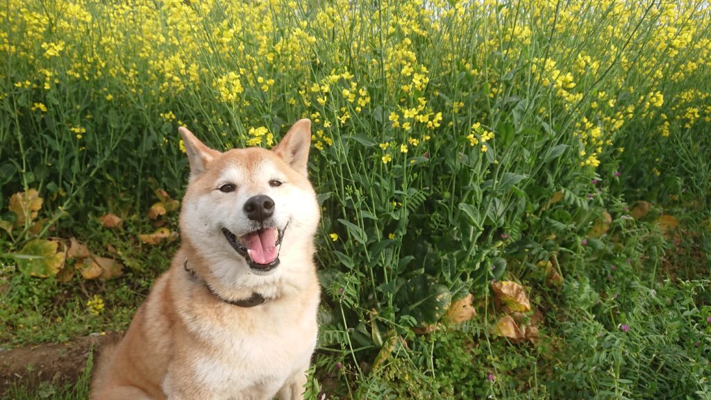 菜の花とサブロー