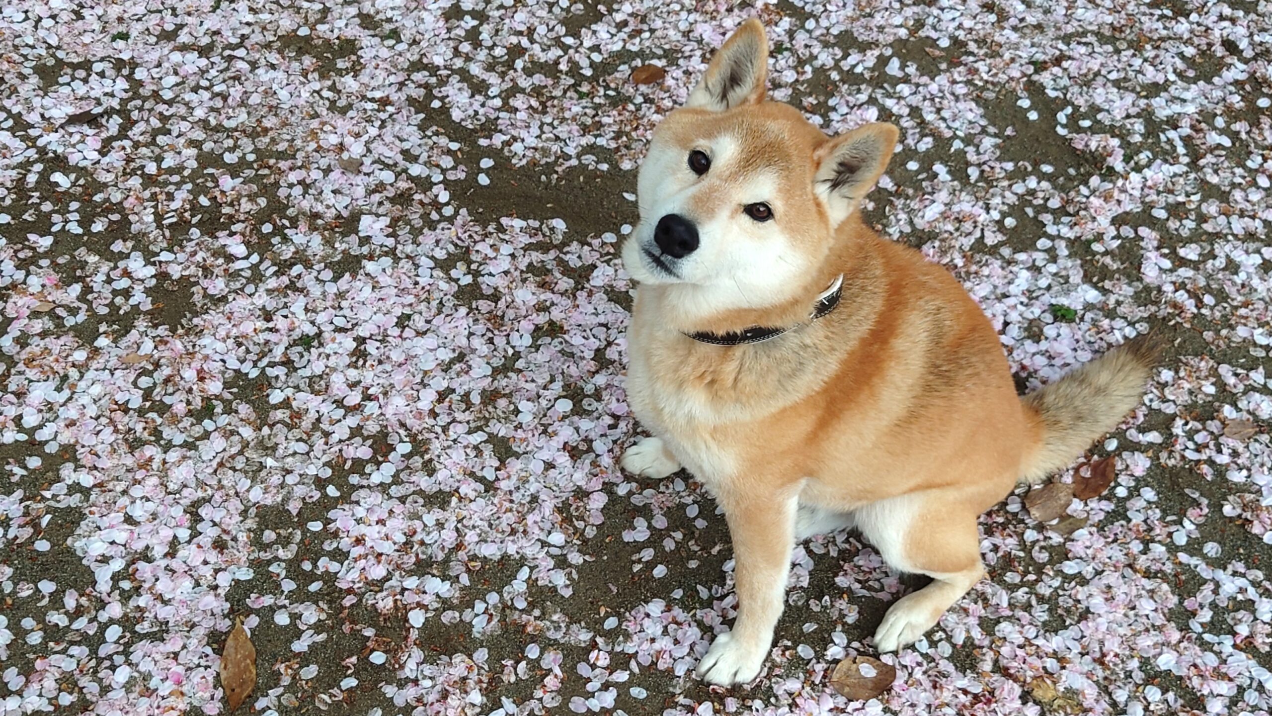 サブローと桜